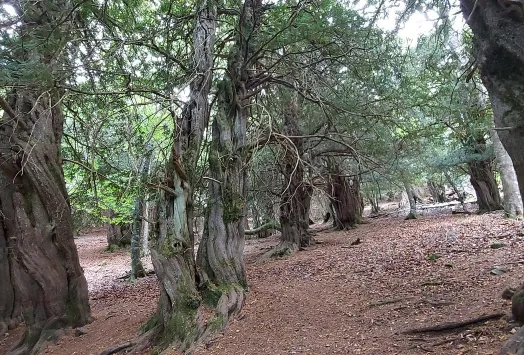 Punta Almonga- Punta las Cruces- la Tejeda de Tosande 2025